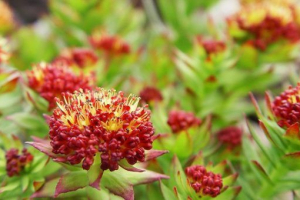 Rhodiola rózsaszín (arany gyökér)